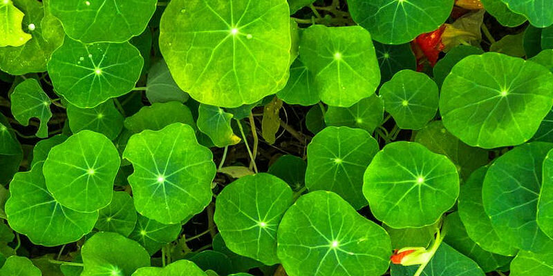 Local image of Stratford on Avon